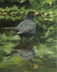 merel, olieverf op linnen, 40x50cm, 2013